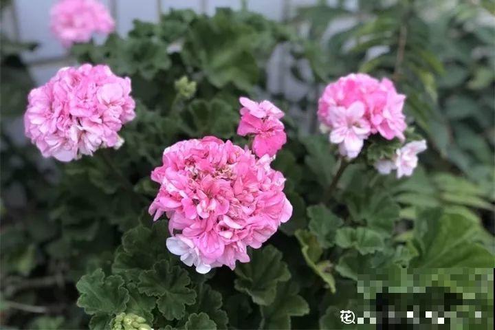 12月扦插这种花，成活率超高，大白根呼呼冒！