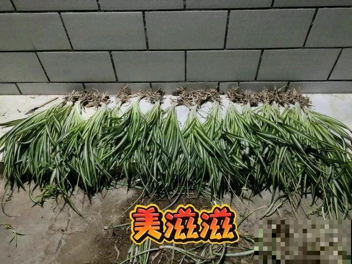 年底了，养花人多出门溜溜，能捡不少好东西！