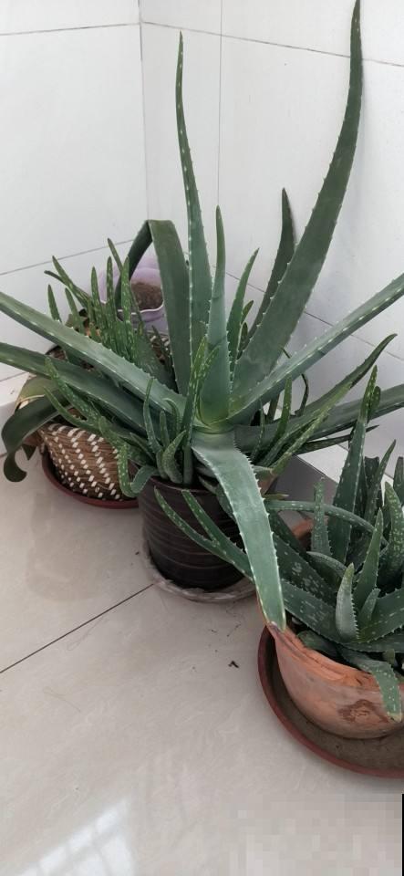 这2种花，特耐旱，一冬天不浇水也能活