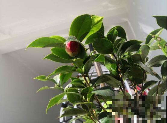 茶花迎来盛花期，16个最美品种，养一棵就足了！