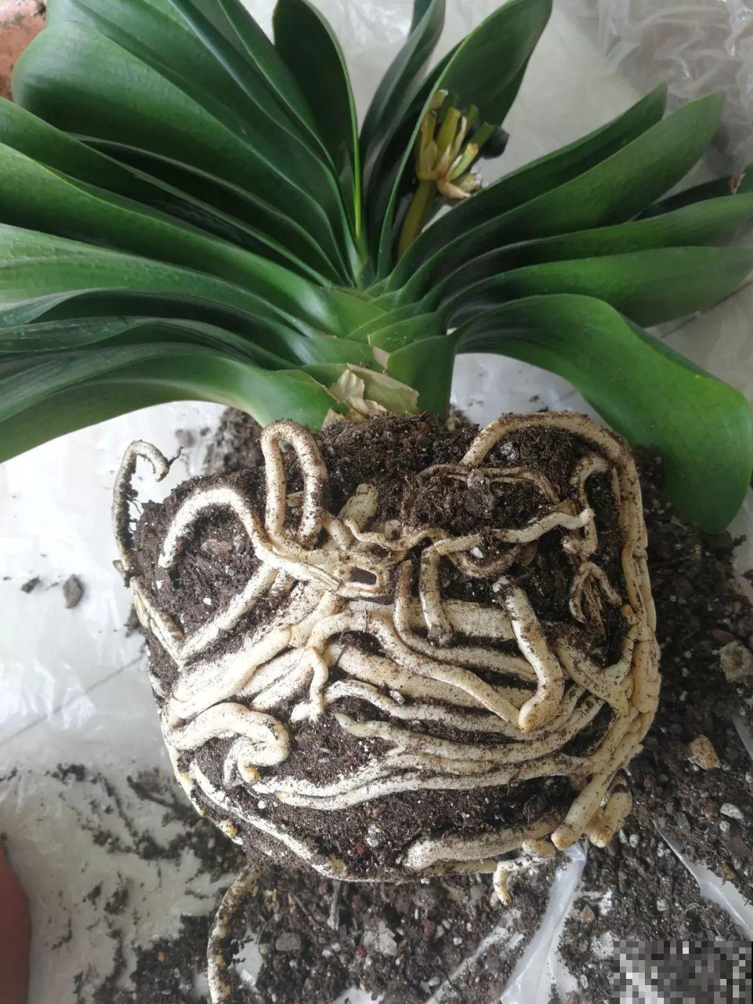 这花太能生,3年冒了25棵,敲破盆才能拿出来! 这花太能生,3年冒了25棵,敲破盆才能拿出来!