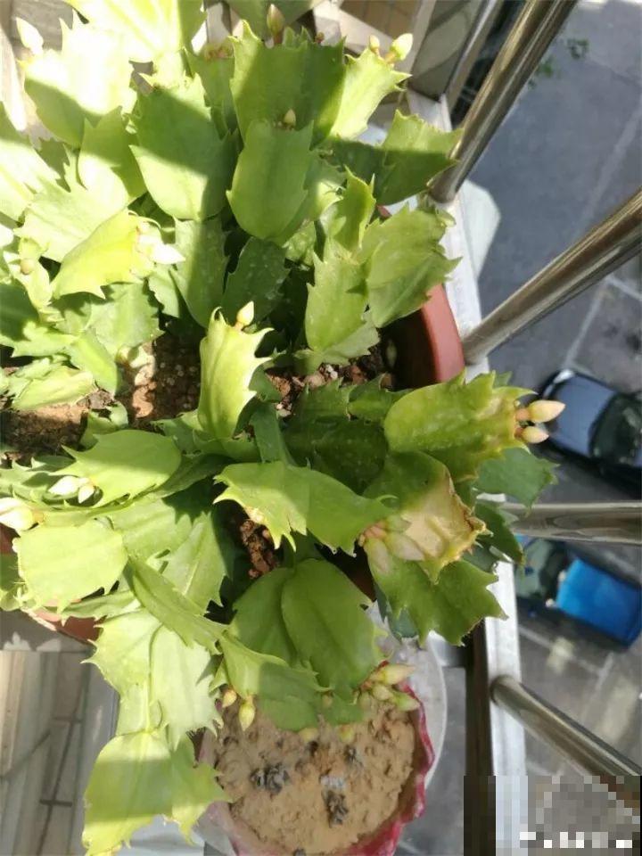 这4种花要开了，尽量别挪地儿，不然花苞哗哗掉！