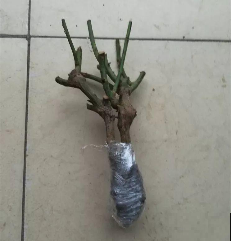千万别买这种花，全都是假货，谁买谁吃亏！