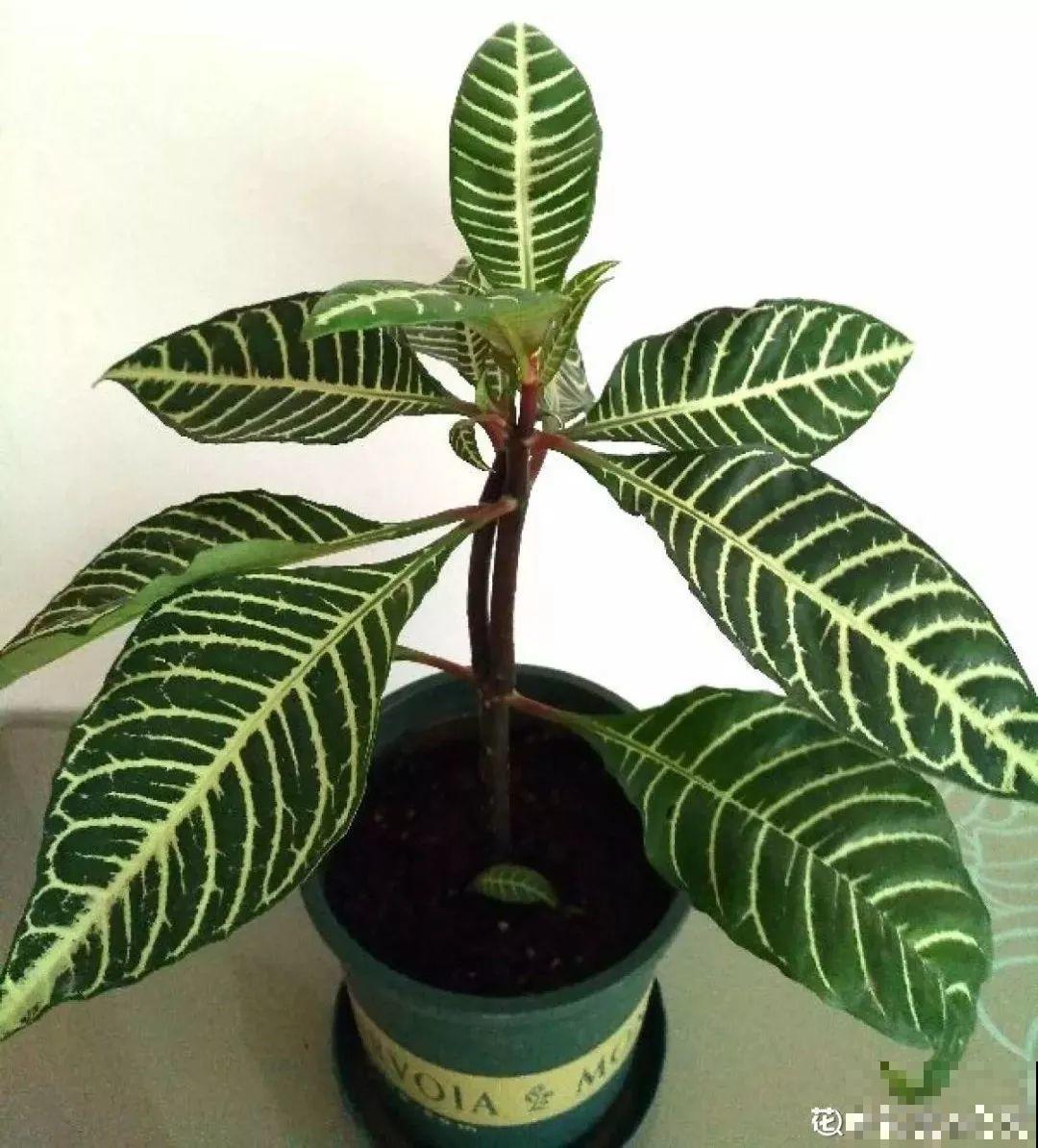 有品味的人，都爱养这2种花，10盆都不嫌多！