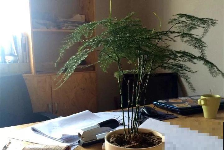 客厅养花不能看心情，注意这两大忌，选对了全家受益！