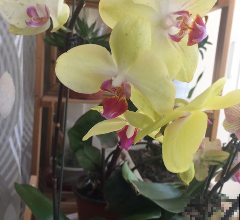 这花开花像小蝴蝶，简单好养，一样就开花！