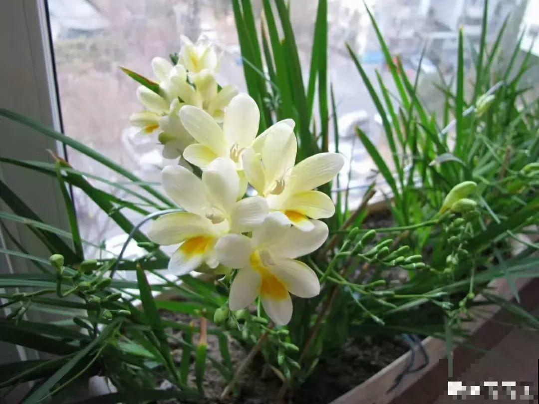 香雪兰盆里插根棍，绑一绑就窜花芽，一批一批开不停！