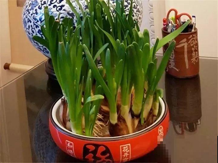 水仙盆里加点它，叶子粗壮不徒长，一个月后就能开花！