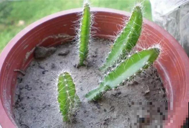 5块钱的水果埋土里，半年养成守家树，邻居都想花钱买！