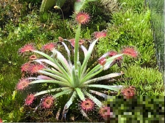 会吃虫子的植物，家里小孩都喜欢，养一盆干净又杀虫！