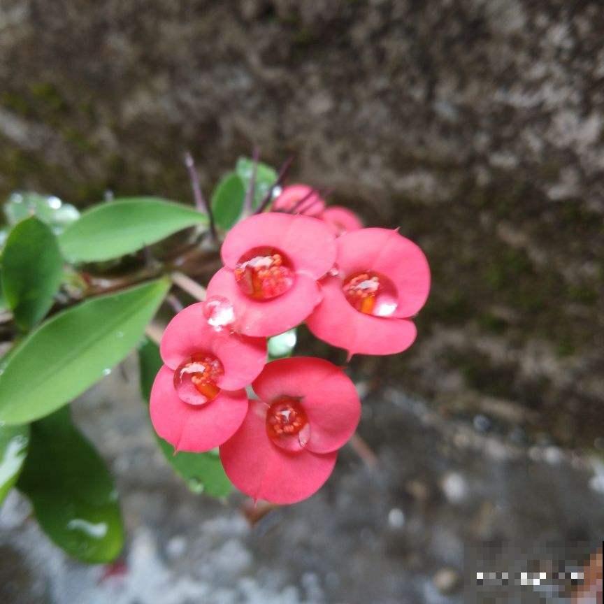 这2种花，特耐旱，一冬天不浇水也能活