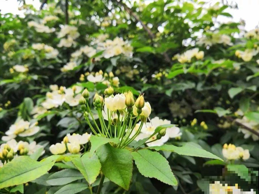 这花最适合用来做盆景，造型剪好了，身价能翻好几倍！