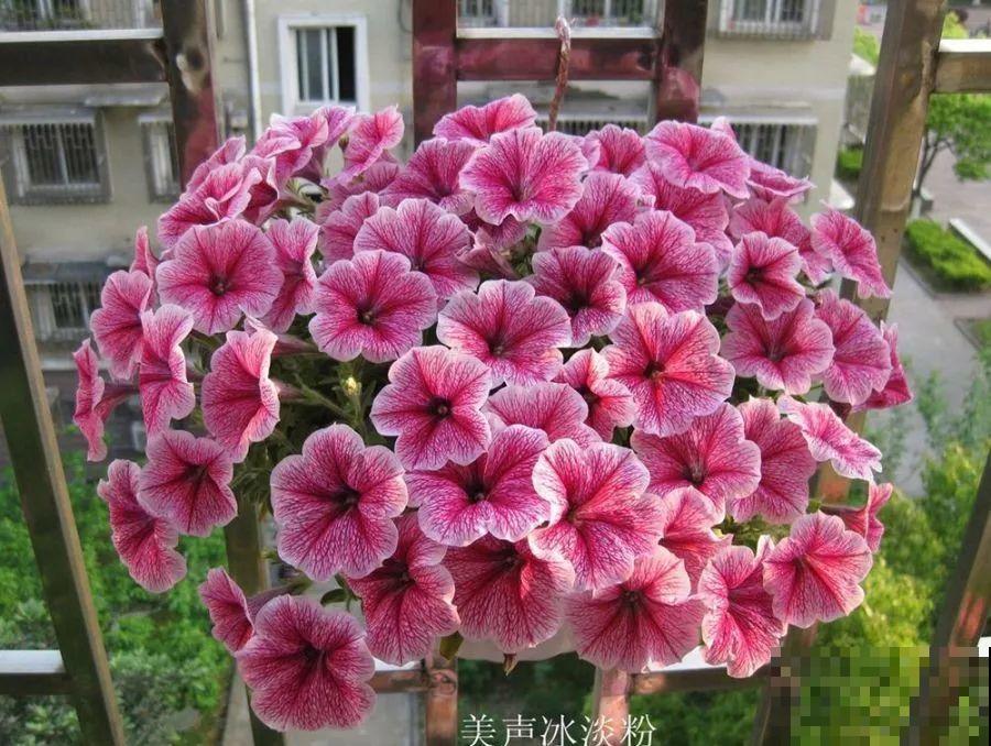 1米宽的防盗窗，挤满99盆花，掐一把开一片！