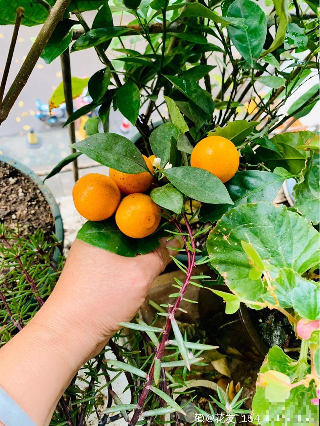 养花的好处原来这么多，就算坑再大，也照样入！