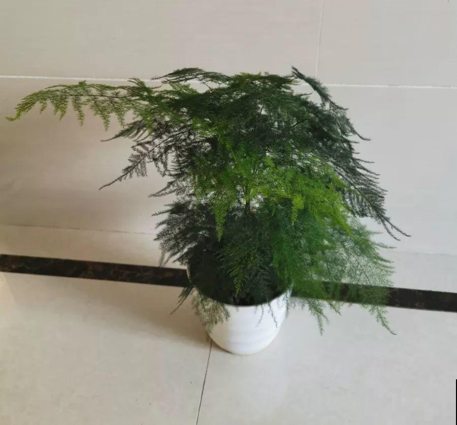 最适合冬天养的4种花，杀菌去异味，养一盆顶个空气净化器！