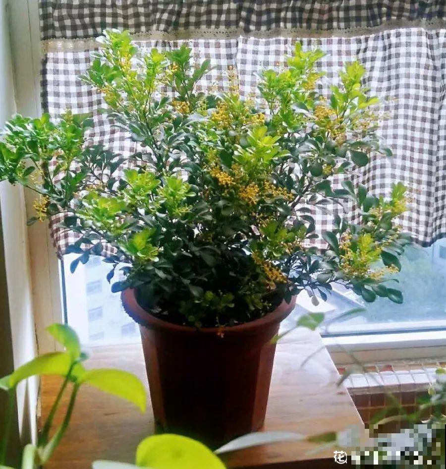 最适合冬天养的4种花，杀菌去异味，养一盆顶个空气净化器！
