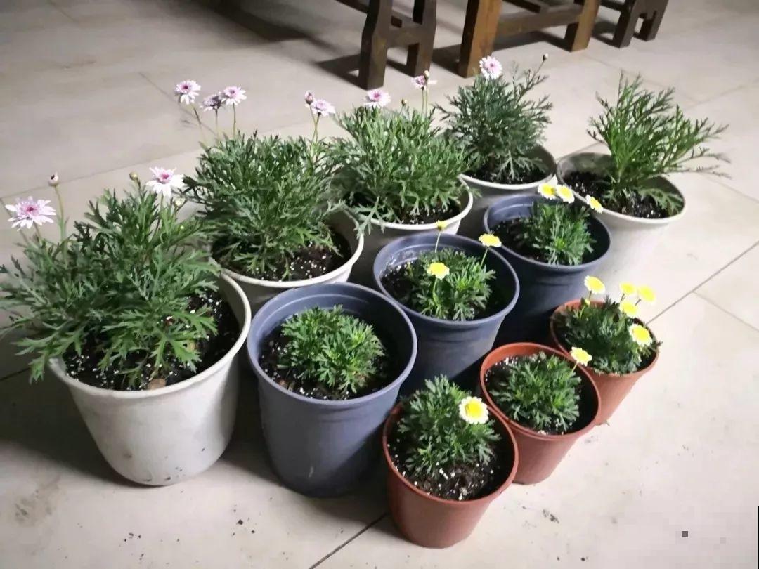 这花就要虐着养，一长高就剪，能开大半年！