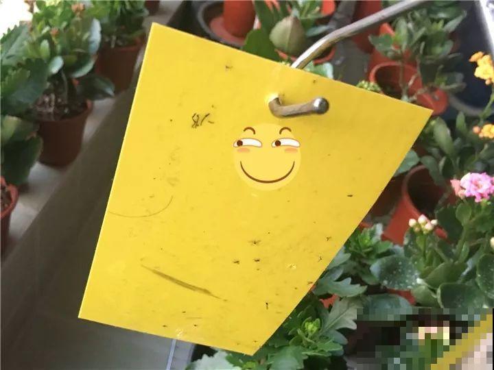 长寿花搬回家，记住“四不要”，免得掉得满地都是花苞！