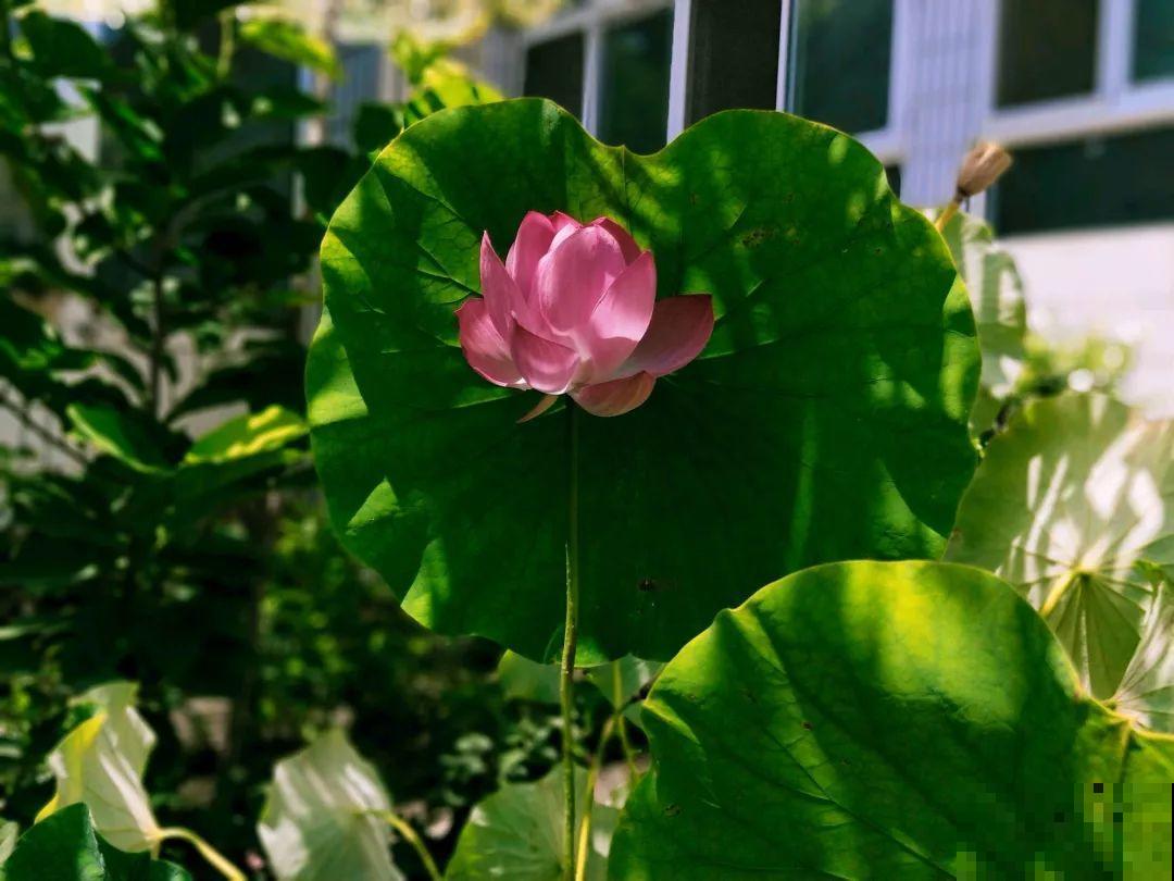 想养好花，就得付出劳动，从开花到结果，无一不是美的！