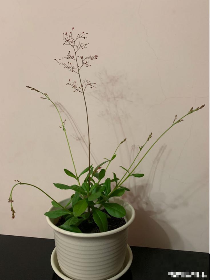 你以为它是野草，其实是个土人参，炖汤太滋补！