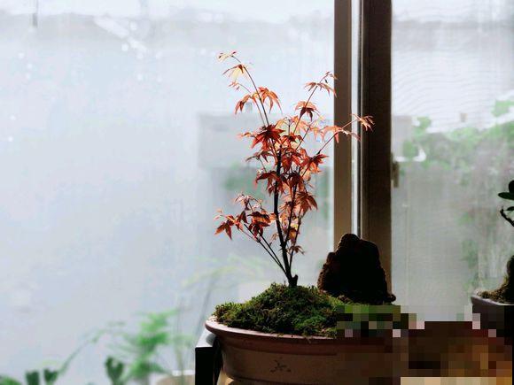 人养花，花也养人，越养你的气质就越好！