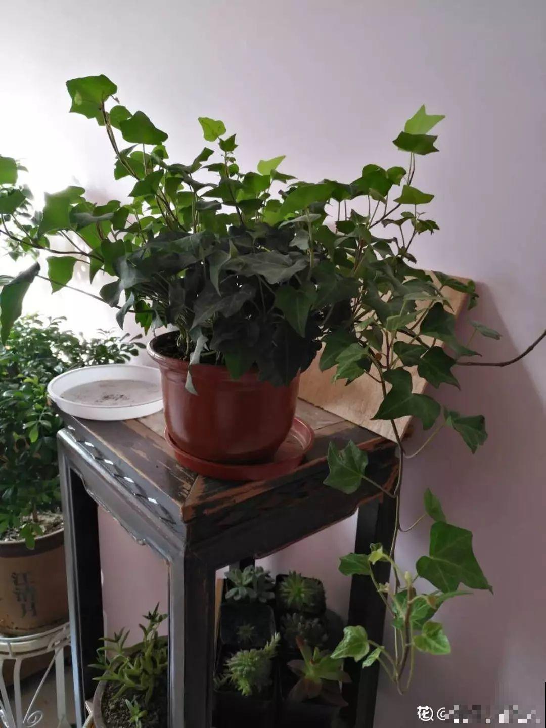 这4种花养在家里，就是一个小型的加湿器，不干不躁真舒服！