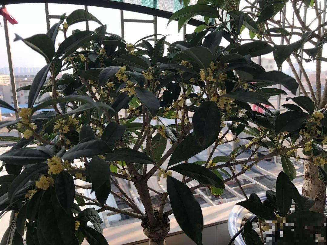 阳台封闭不通风养花，就选这8种花，能种出一个室内花园！