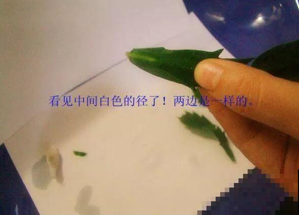 仙人球切一半，插上蟹爪兰就生根，花量比去年多一倍！