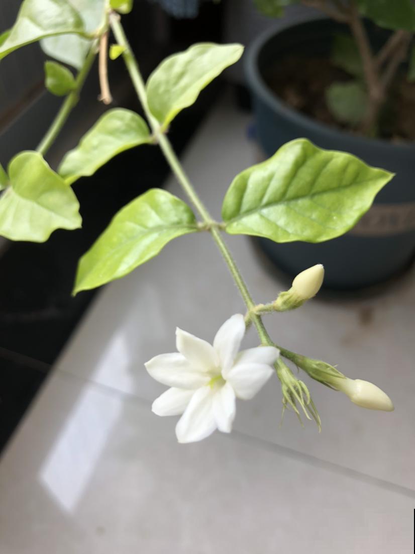 最适合老人养的3种花，家里养一盆，老人乐呵呵