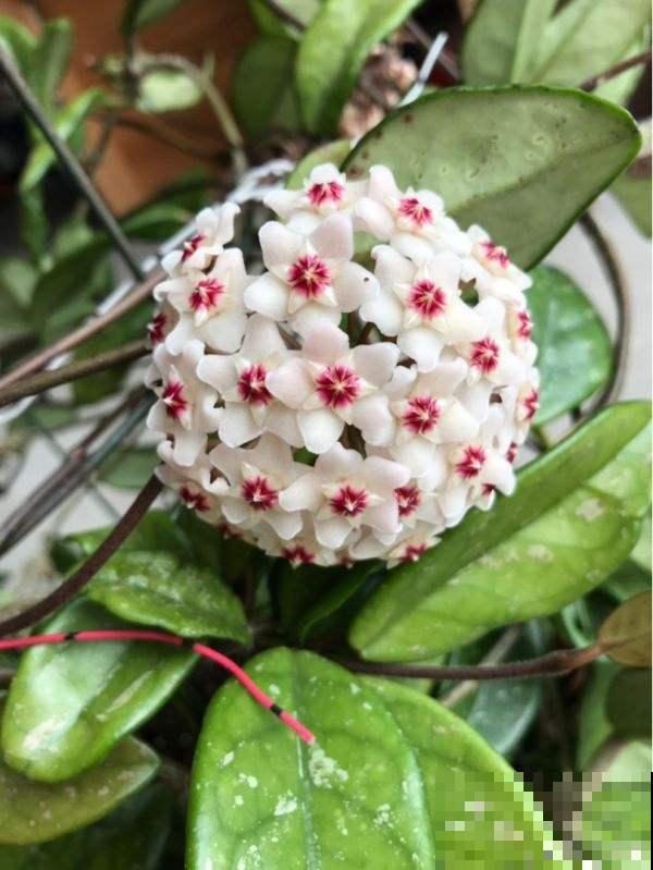 耐阴花就养它，开花像花球，满屋飘香