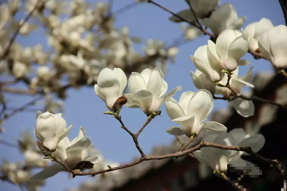 12种名花，如12位良师益友，与之相伴今生足矣！