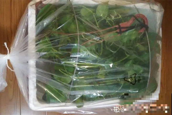 20种花最怕冷，一降温就黄叶，不做准备只剩空盆了！