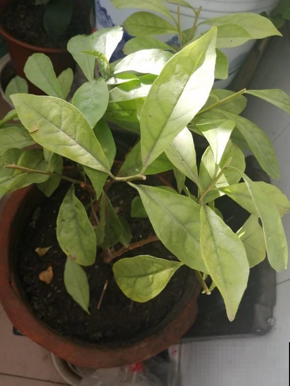 茉莉花冬天这么养，再冷也能继续生长，明年开的花多好几倍！