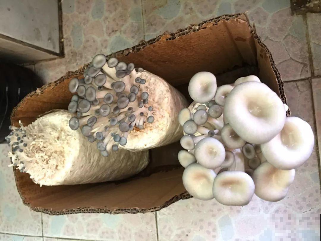 家里阳光差，试着养盆它，不但长的快还能吃！