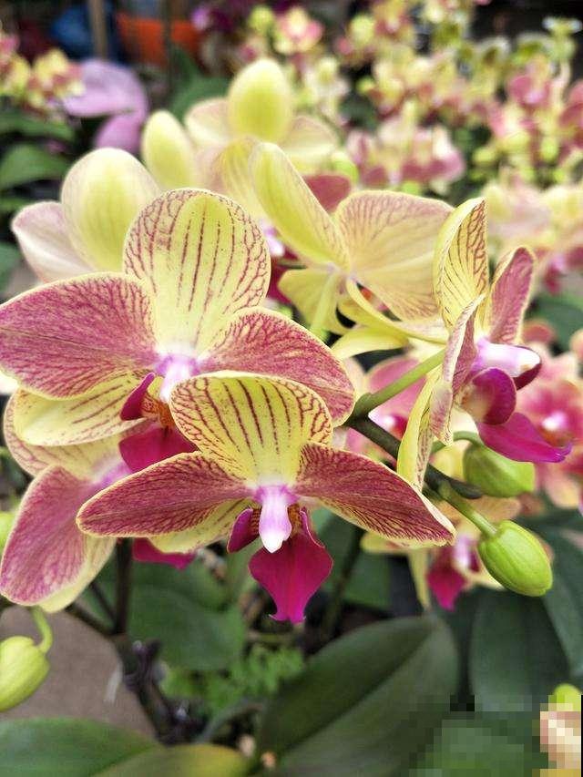 几块钱买的蝴蝶兰，这么一养壮得像假花，开花溢满花盆！