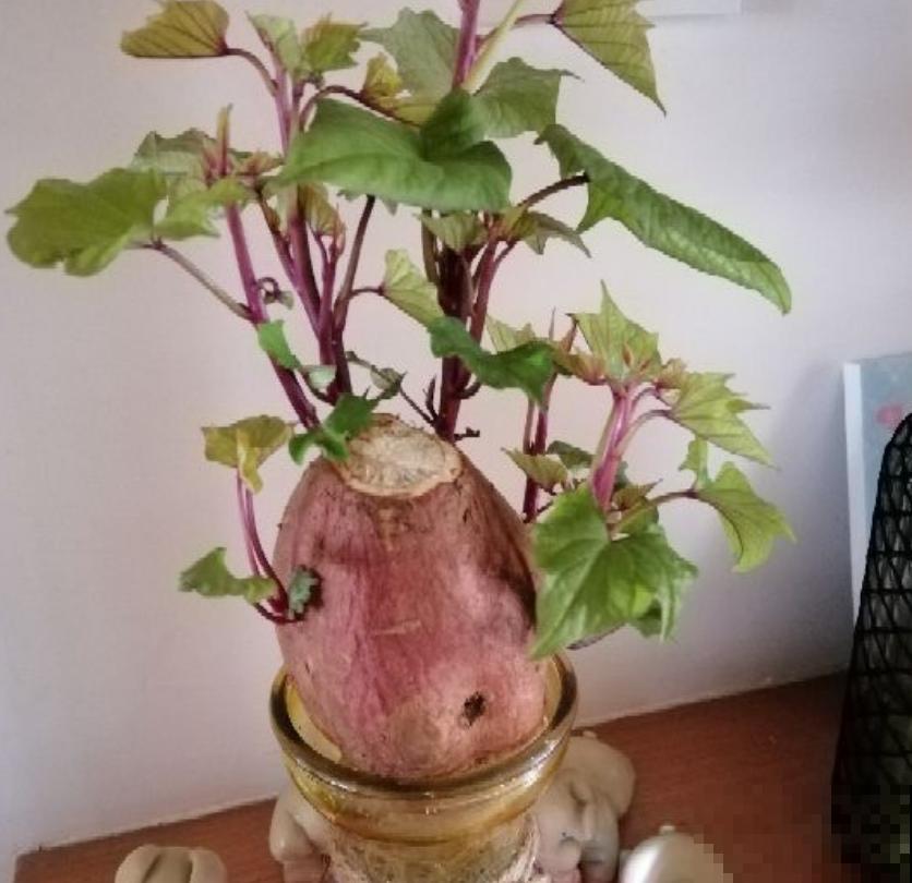 发芽的花生，用水养养就成小盆栽，比养花省事多了！