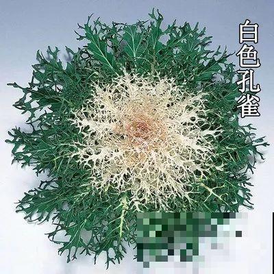 这花冬天不怕冷，越冻越好看，栽在院子里像玫瑰！