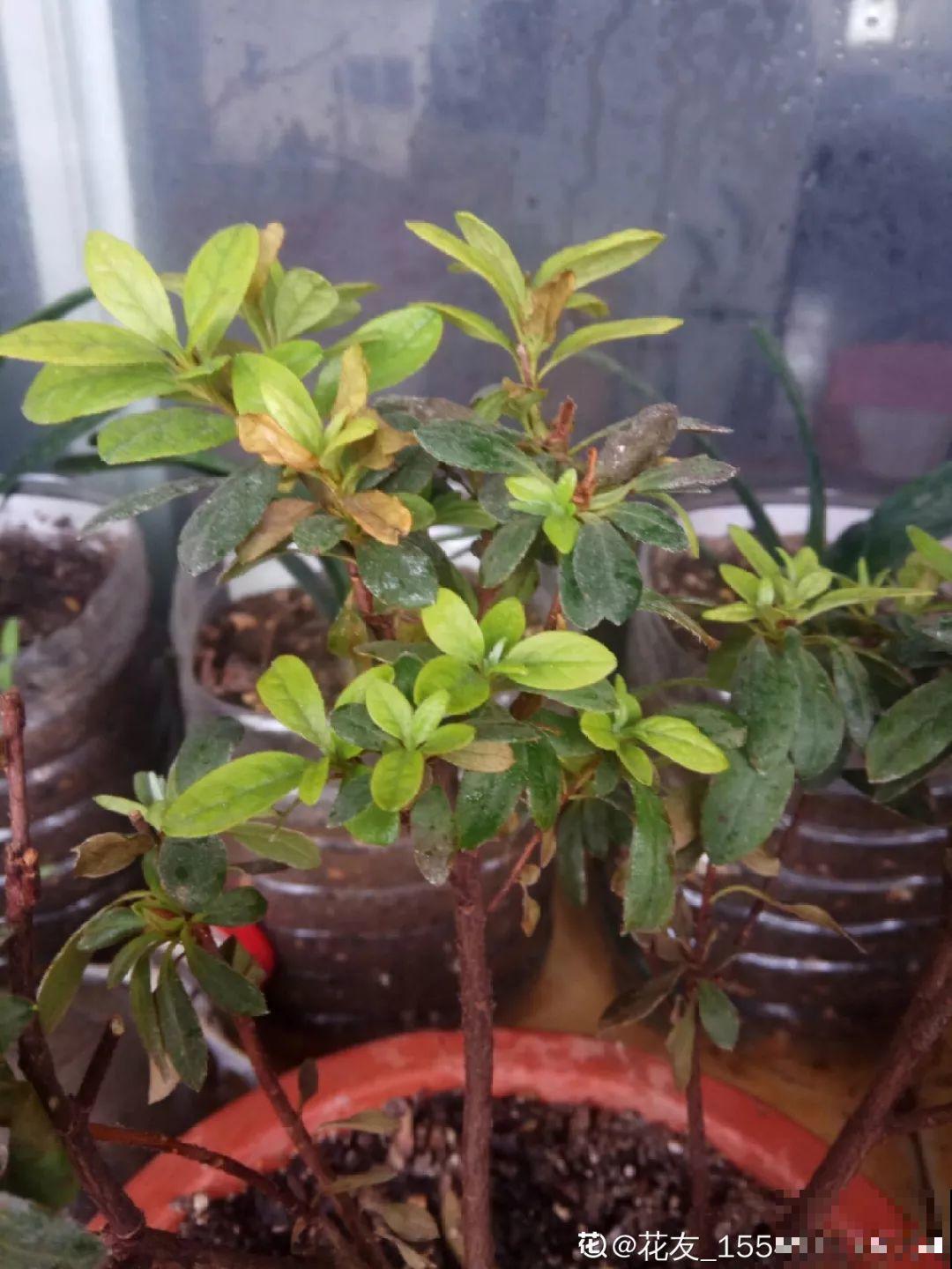 这4种花最怕二手烟，连着熏两天，叶子花花往下掉！