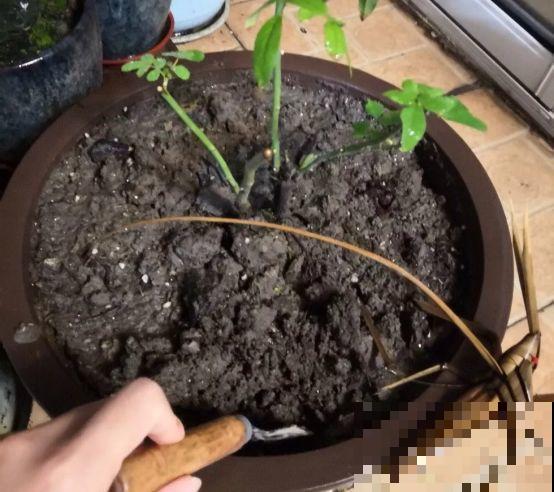 淘米水里加上它，没有异味肥效翻倍，给花用点叶子绿油油！
