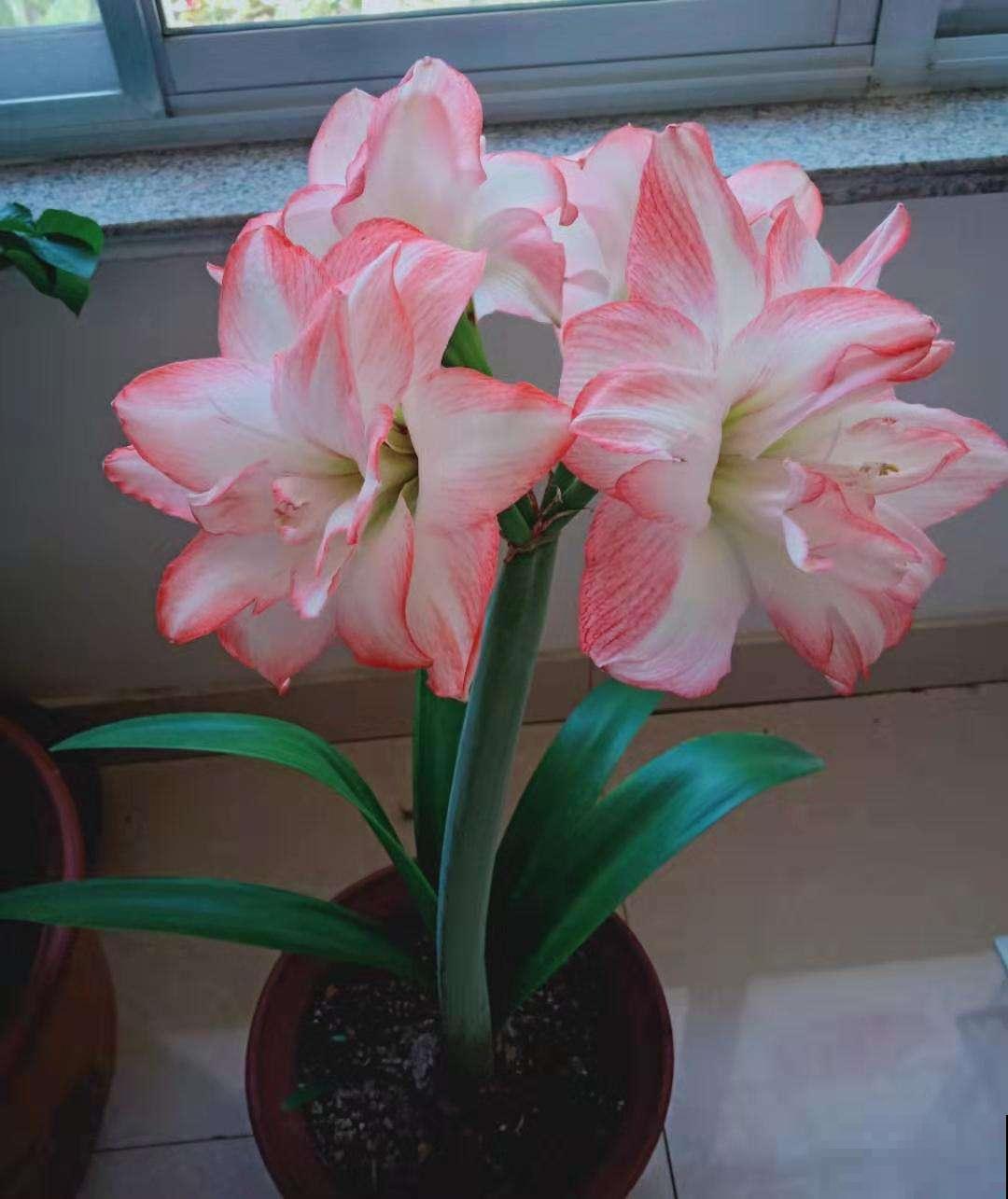 冬天最香艳的花就属它，开一朵堪比俩巴掌大，花纹美得像艺术品！