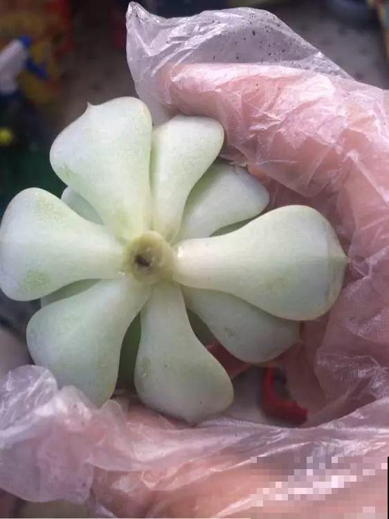 这种多肉，是界内的群生小霸王，长得跟一朵朵小花似的！