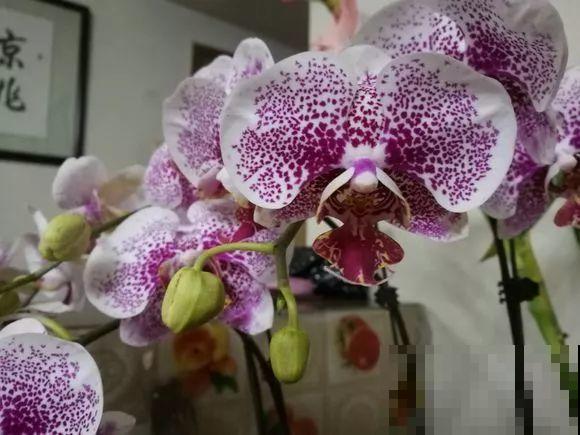 公认的开花机器，一年能开8个月，光不好也能养！