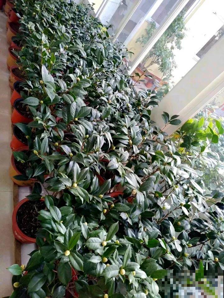 这花想要冬天开，就得狠心剪两刀，满树红花惹人爱！