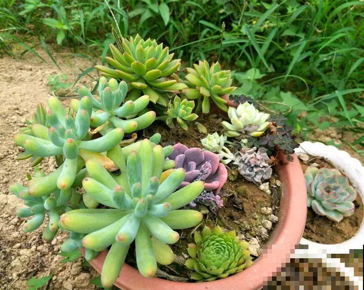 80岁老妈爱养花，家里脸盆都种满了，天天还问我要花！