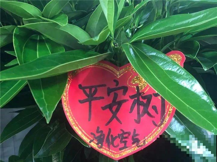 冬天养不好花，不如养棵树，霸气上档次，满满的安全感！