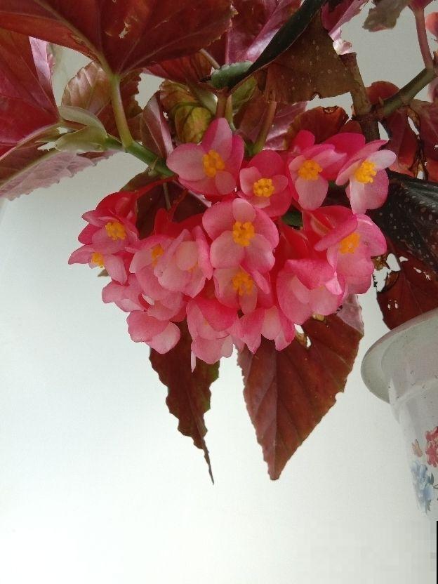 这花真耐旱，喷喷水就能活，一串花能开30朵