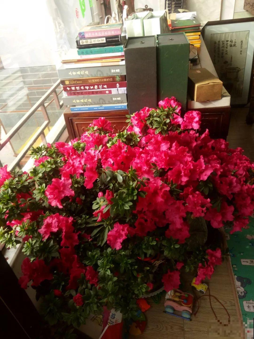 都说这花难养，10年不换盆，年年开花成宝贝！