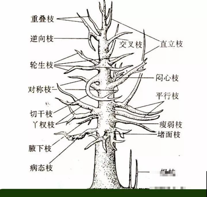 最受欢迎的花，修修剪剪，立马就变的不一样了