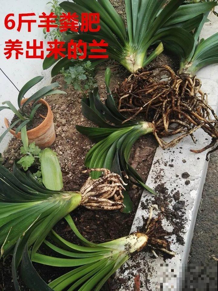 土里掺点它，3年不用换盆，花照样年年开！