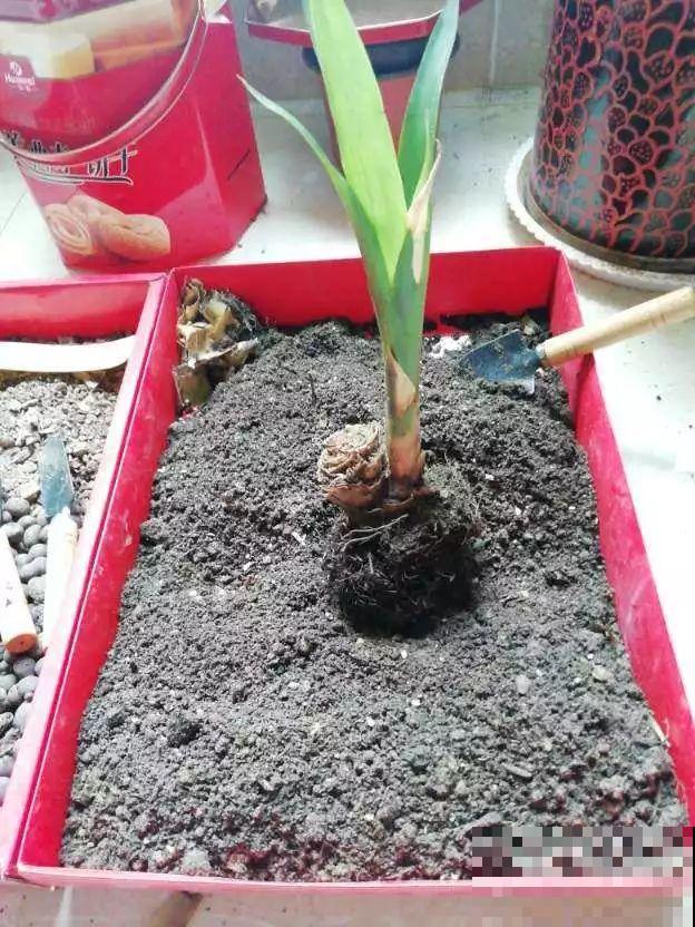 浇花的水里加点这种料，壮花还杀虫，太管用了！